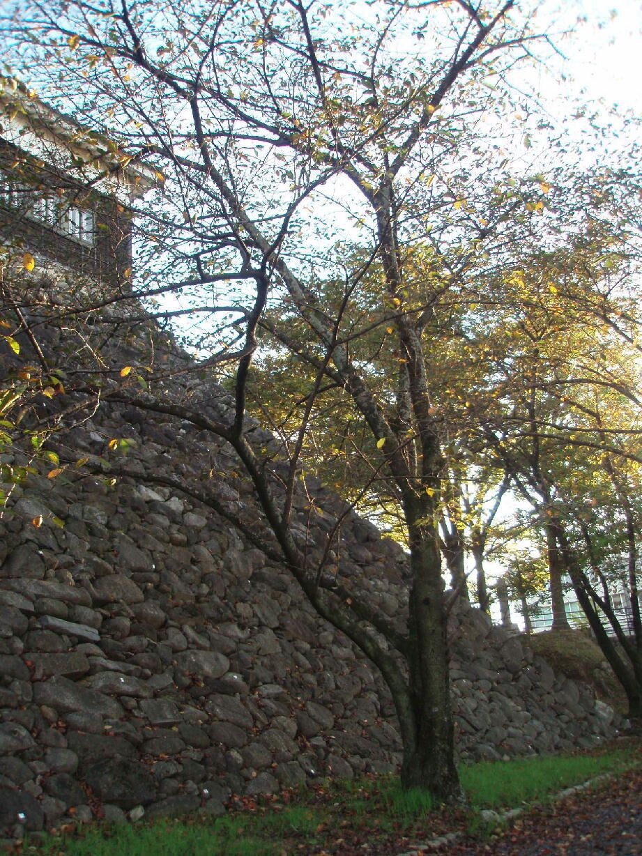 Un muro de piedra con un árbol en primer plano.