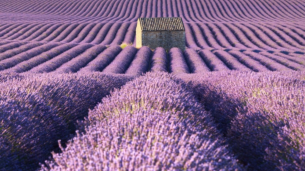 Un champ de lavande avec des rangées de plantes et un petit bâtiment au centre.