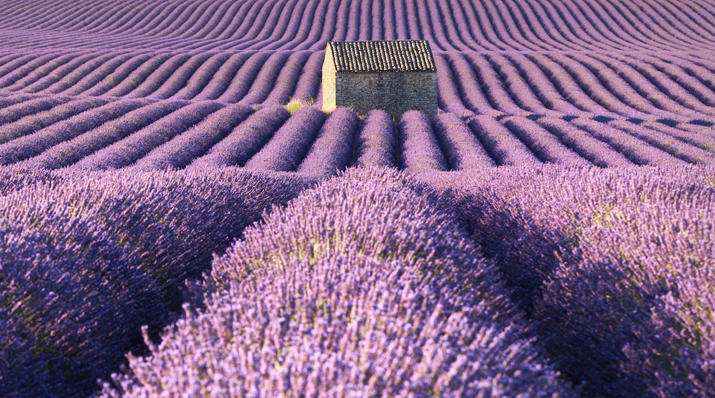 Panoramic view of lavender fields in Valensole with stone house in Summer. Alpes de Haute Provence, PACA Region, France