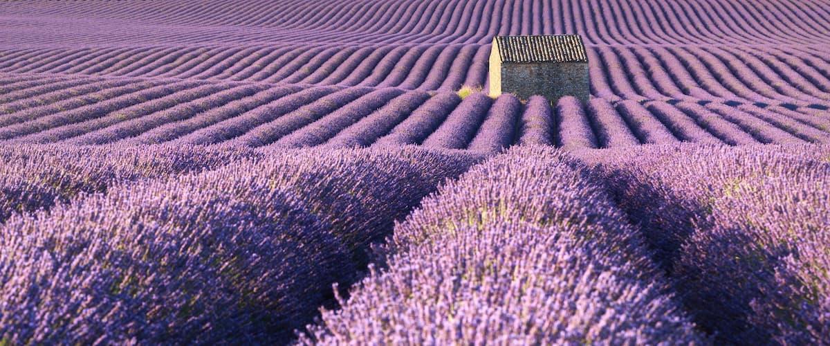 Panoramic view of lavender fields in Valensole with stone house in Summer. Alpes de Haute Provence, PACA Region, France
