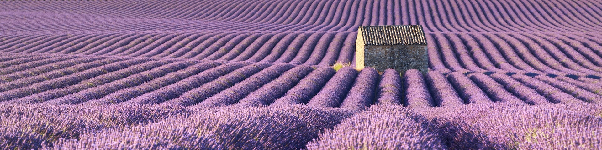 Panoramic view of lavender fields in Valensole with stone house in Summer. Alpes de Haute Provence, PACA Region, France