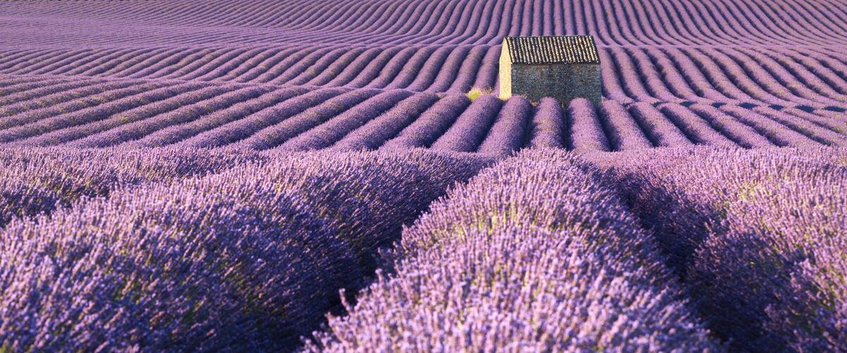 A lavender field with rows of plants and a small building in the center.