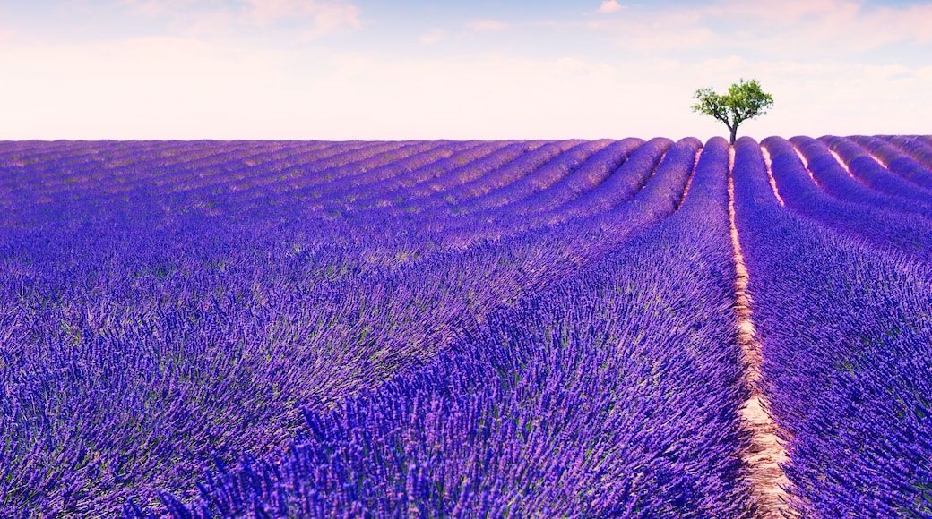 Valensole