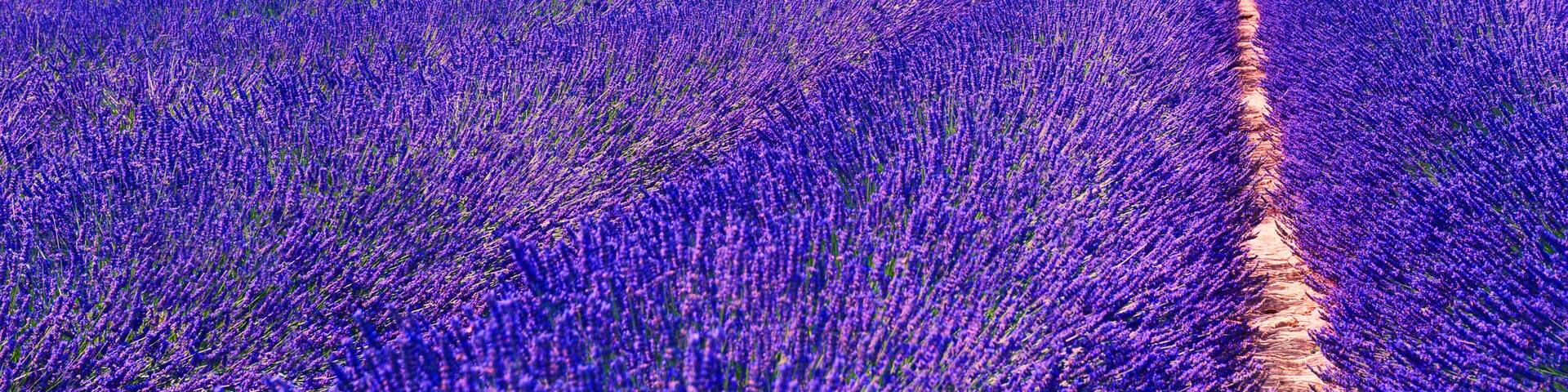 Lavender fields near Valensole, Provence, France. Beautiful summer landscape. Lonely tree among blooming lavender flowers