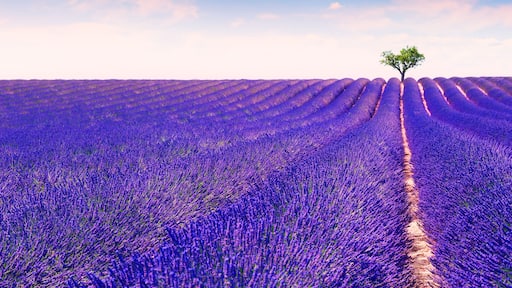 Valensole