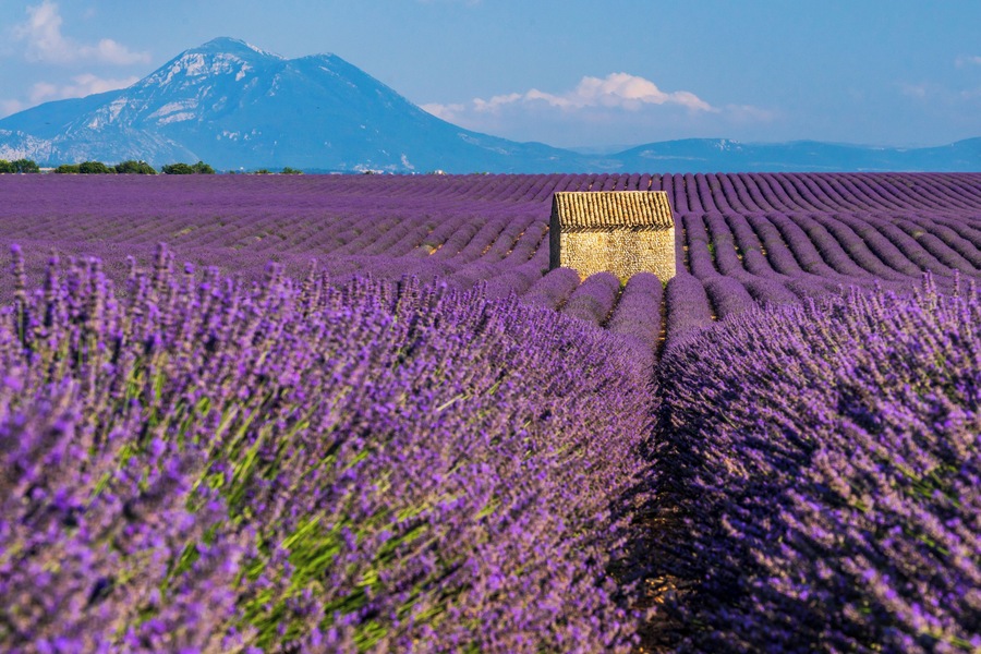 The perfect postcard of Provence in this field of lavender #TroveOnTuesday