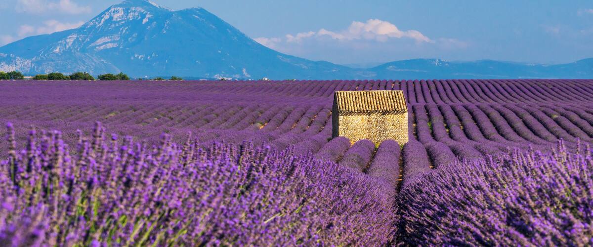 A lavender field with rows of lavender plants and a stone building in the center.