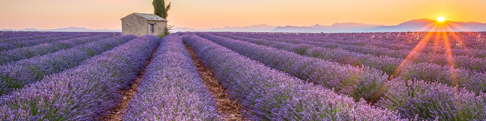 Sunrise in Valensole