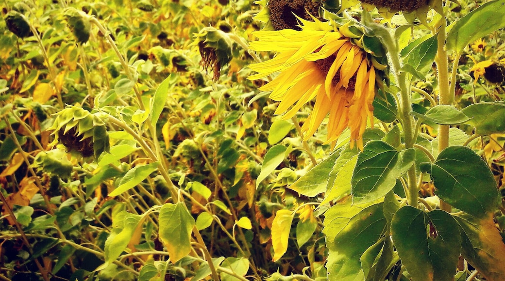 Sonnenblumenfeld bei Baitz auf dem Rundwanderweg 21.
Field of Sunflowers near Baitz at Hiking Trail 21.