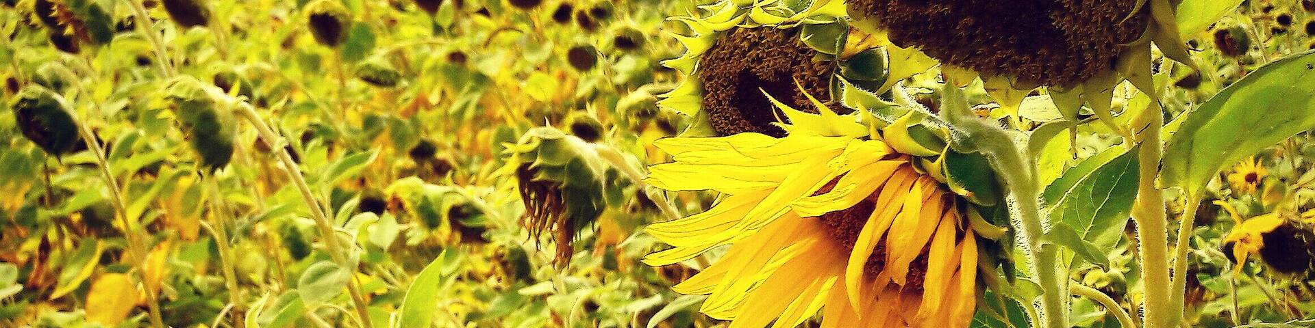Sonnenblumenfeld bei Baitz auf dem Rundwanderweg 21.
Field of Sunflowers near Baitz at Hiking Trail 21.