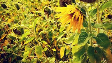 Sonnenblumenfeld bei Baitz auf dem Rundwanderweg 21.
Field of Sunflowers near Baitz at Hiking Trail 21.