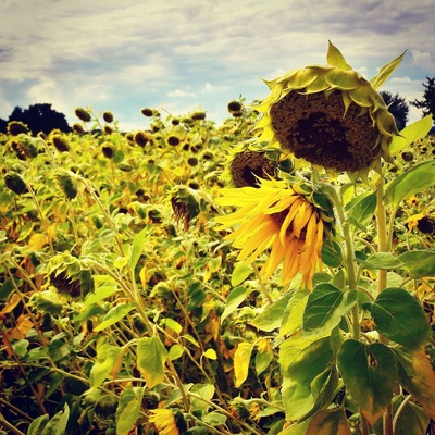 Sonnenblumenfeld bei Baitz auf dem Rundwanderweg 21.
Field of Sunflowers near Baitz at Hiking Trail 21.