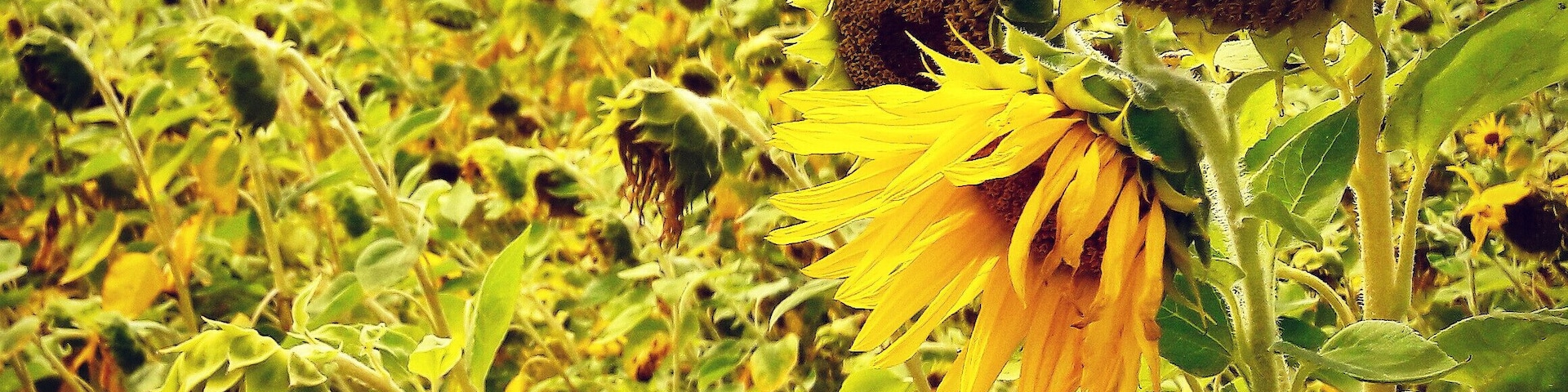 Sonnenblumenfeld bei Baitz auf dem Rundwanderweg 21.
Field of Sunflowers near Baitz at Hiking Trail 21.
