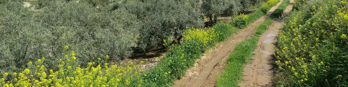Sierras Subbéticas Natural Park