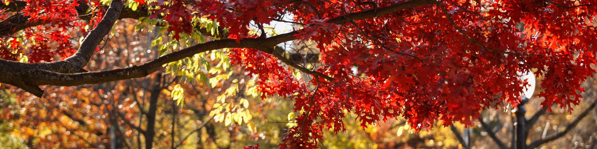 Boston Common in the fall, Boston, Massachusetts, USA