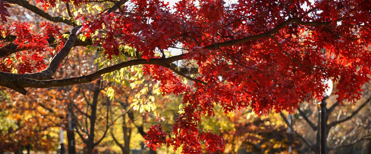 Boston Common in the fall, Boston, Massachusetts, USA