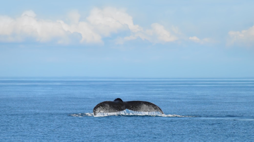 Whale Watching Center
