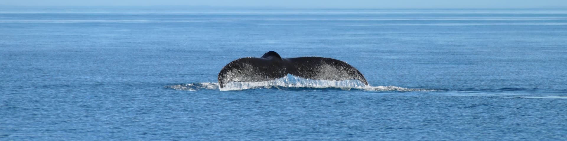 The Tail Of A Humpback Whale (Megaptera Novaeangliae)