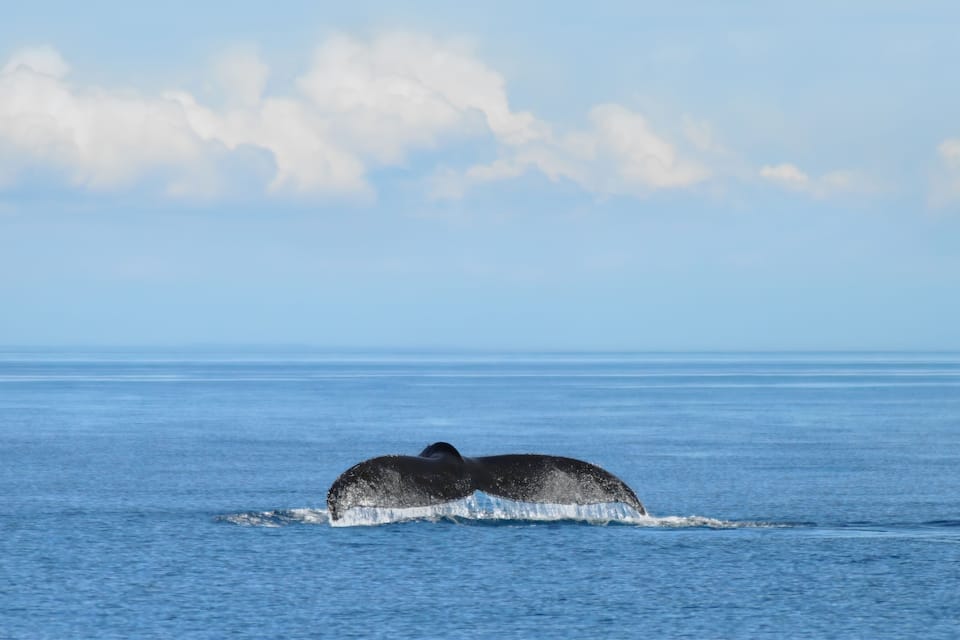 Una ballena emergiendo del océano.