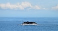 The Tail Of A Humpback Whale (Megaptera Novaeangliae)
