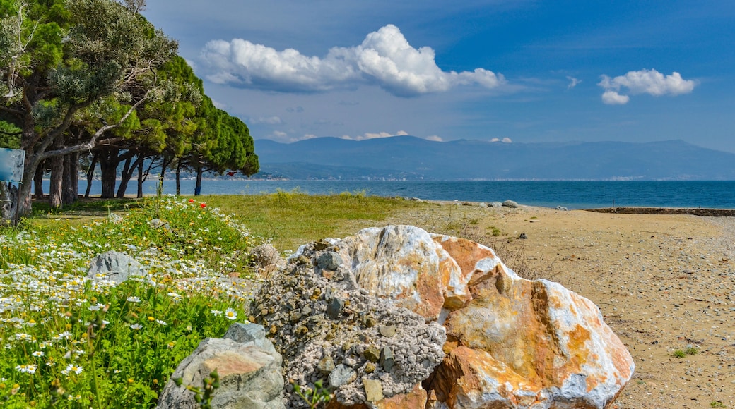 pines and rocks on Çamlık Plaj scenic beach and Marmara sea near Kapakli (Yalova province, Turkey)