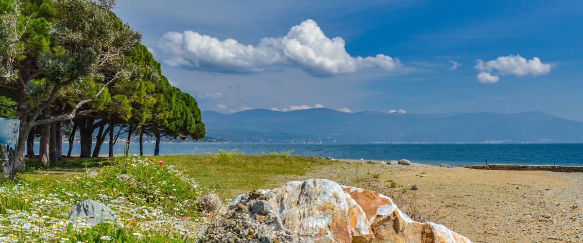 A rocky beach with white flowers, a large boulder, and pine trees.