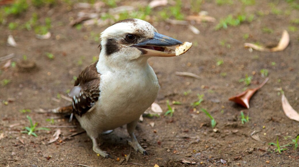 Mount Warning welches beinhaltet Vögel