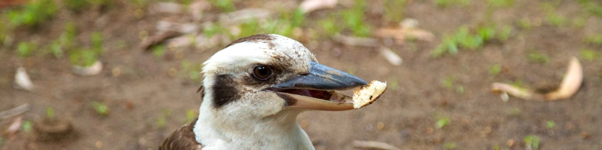 Mount Warning featuring bird life