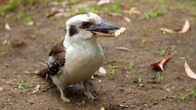 Mount Warning featuring bird life