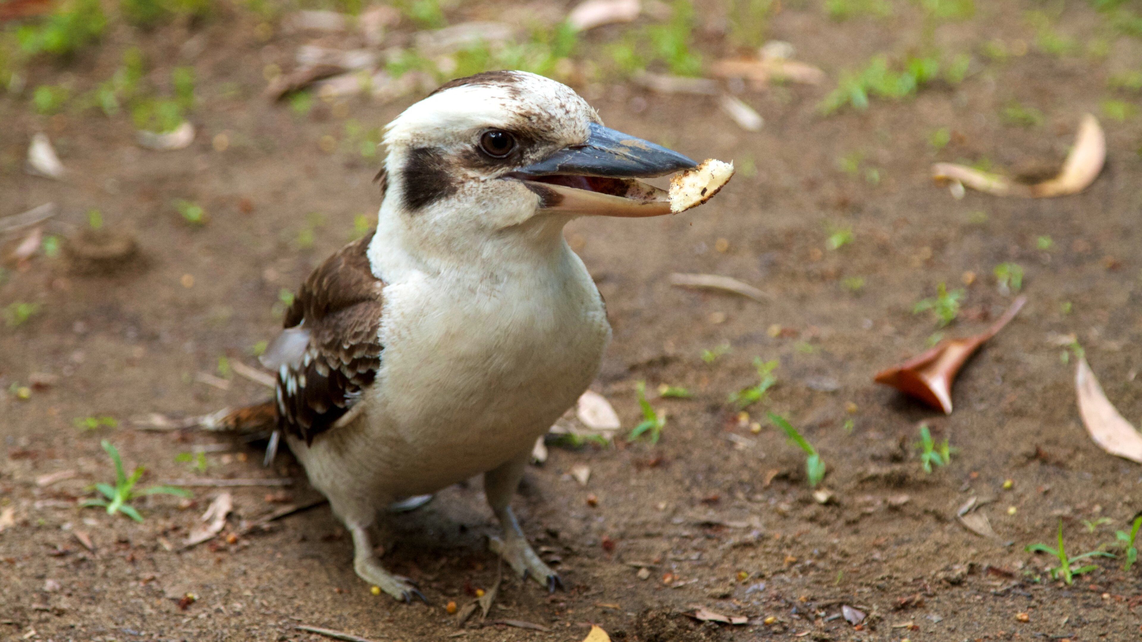 A bird with a white and brown body and a blue beak, standing on the ground with some leaves and dirt.