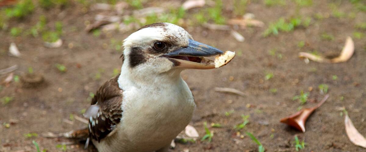 A bird with a white and brown body and a blue beak, standing on the ground with some leaves and dirt.