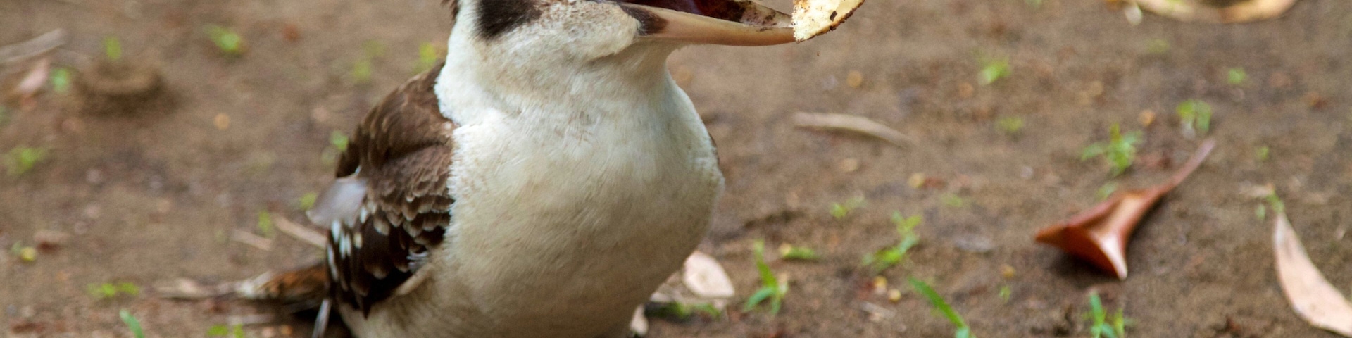 A bird with a white and brown body and a blue beak, standing on the ground with some leaves and dirt.