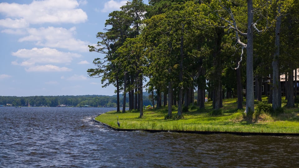 A calm lake with a grassy shoreline and tall trees.