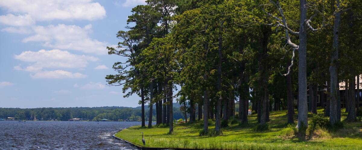 A calm lake with a grassy shoreline and tall trees.