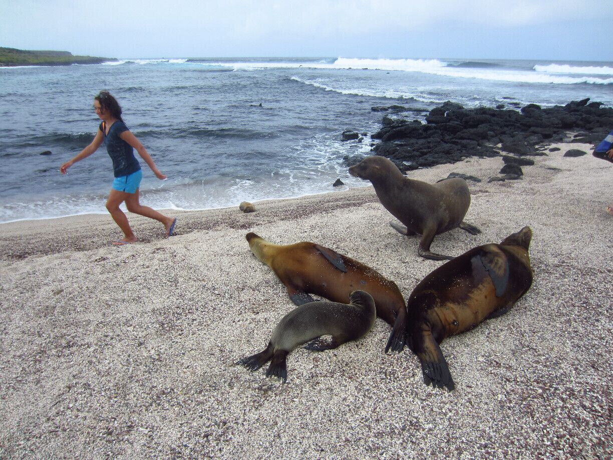 A rocky beach with sea lions and a person walking.