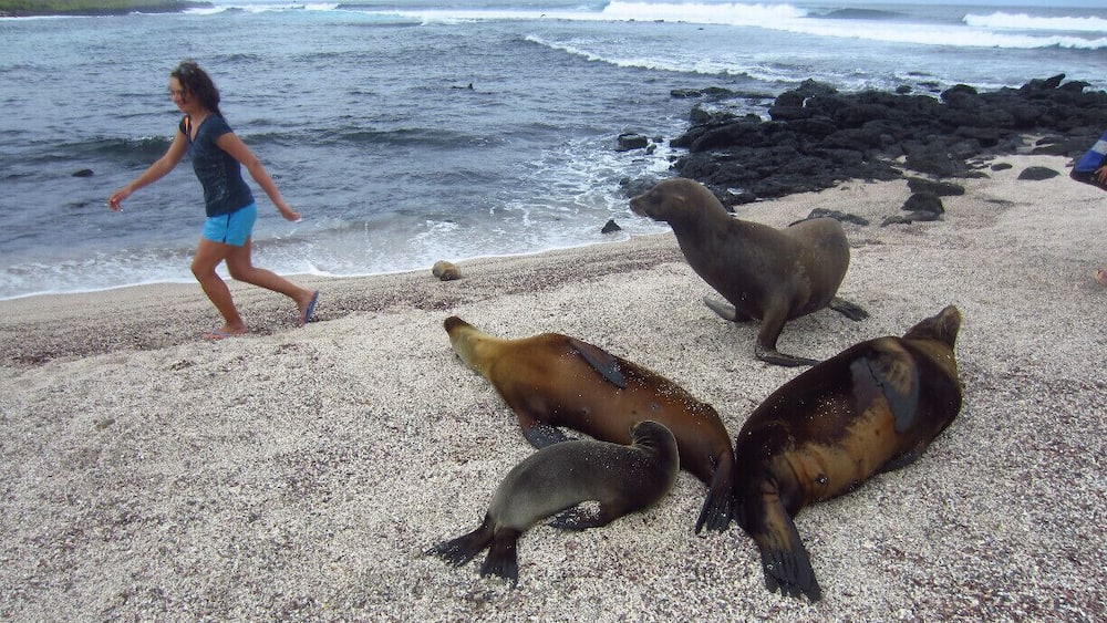 A rocky beach with sea lions and a person walking.