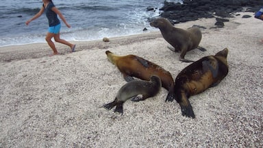 Una playa rocosa con lobos marinos y una persona caminando.