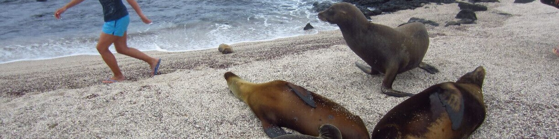 Uma praia rochosa com lobos-marinhos e uma pessoa caminhando.