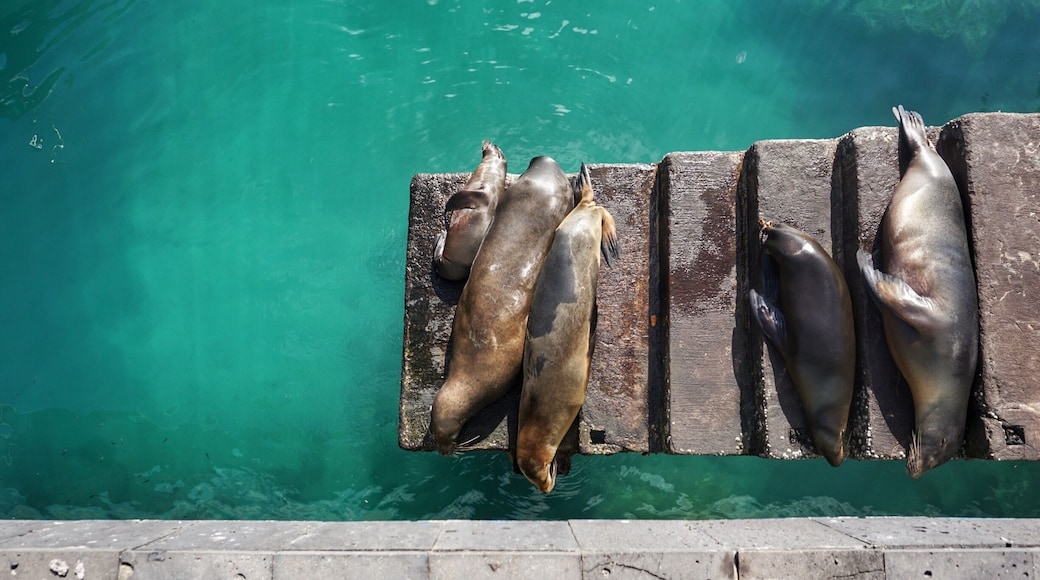 Looking down from the top of the docks #green #sancristobal #ecuador #sealions #stairs #island #Galapagos