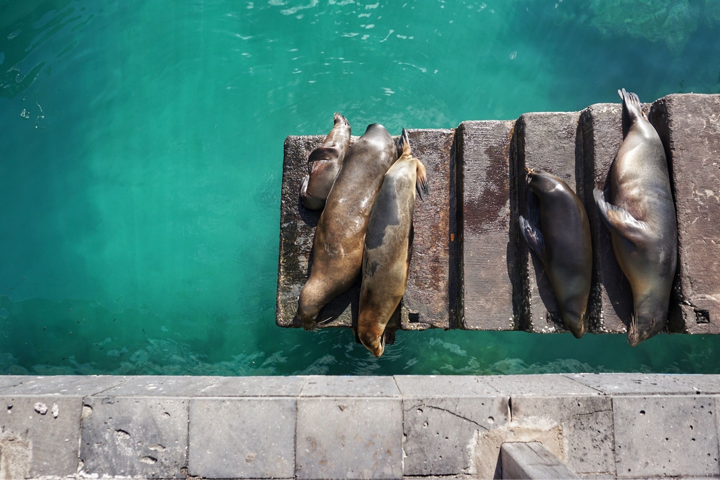A group of seals resting on a wooden dock by a clear blue body of water.