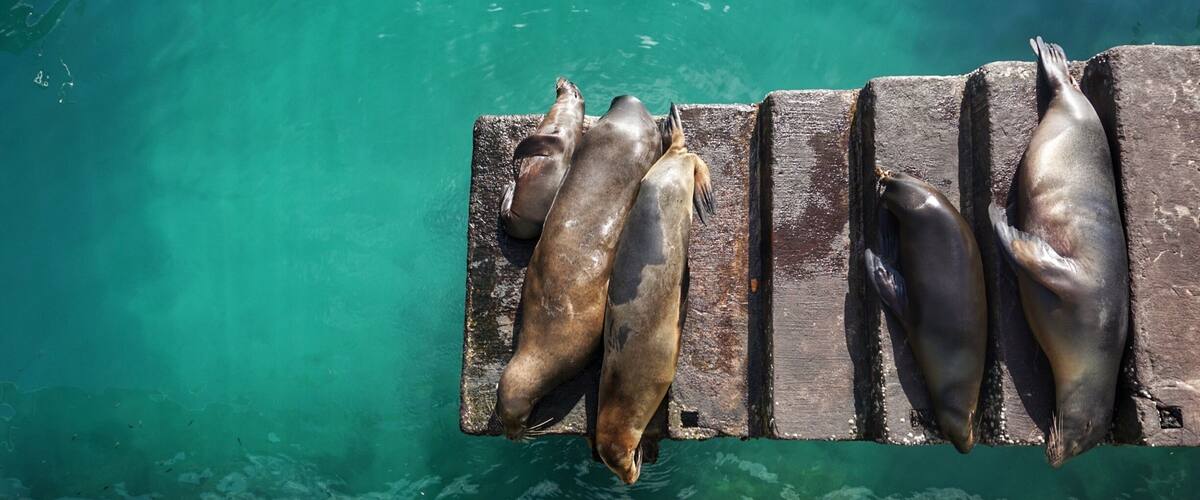 A group of seals resting on a wooden dock by a clear blue body of water.