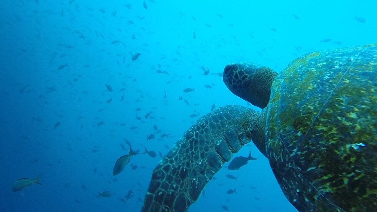 La Loberia is a must do. The snorkeling is excellent, with tons of sea turtles, sea lions, and fish. 