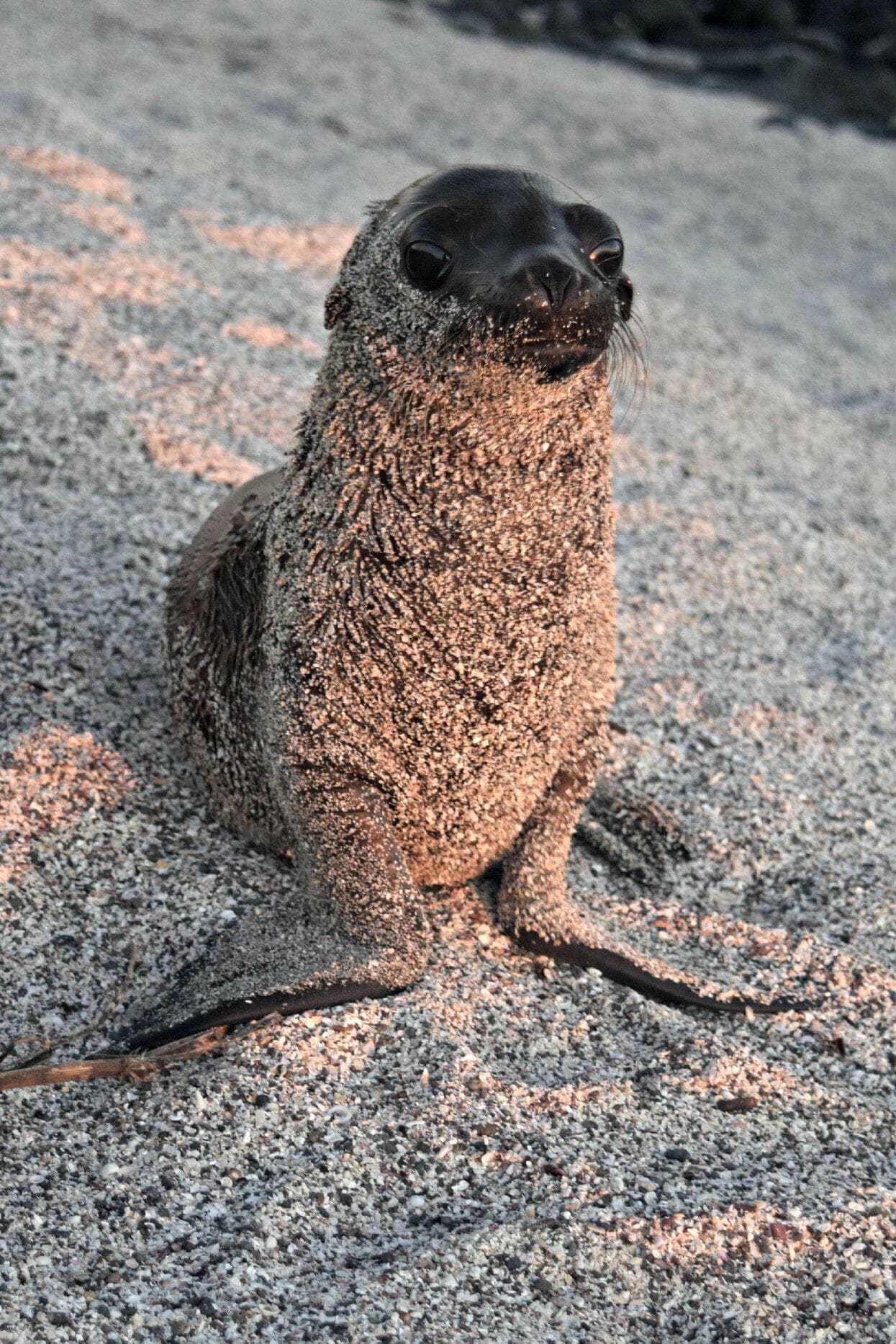 A seal on a rocky beach.