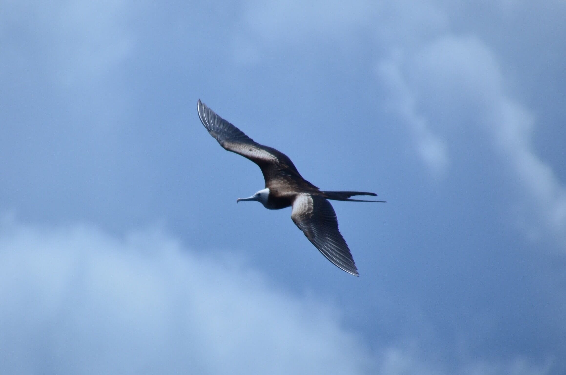 Frigate bird at Kicker Rock