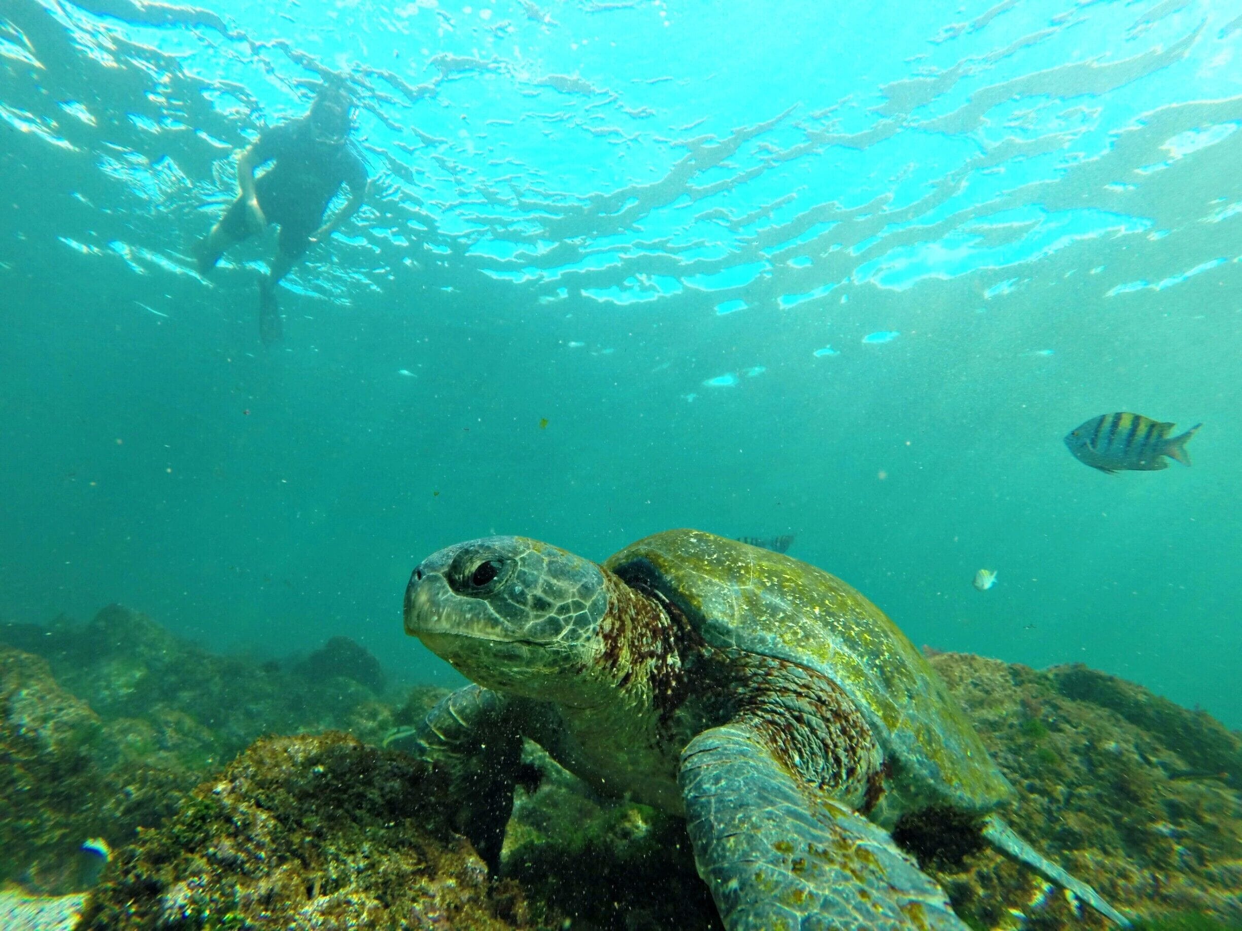 A sea turtle swimming underwater with a diver above.
