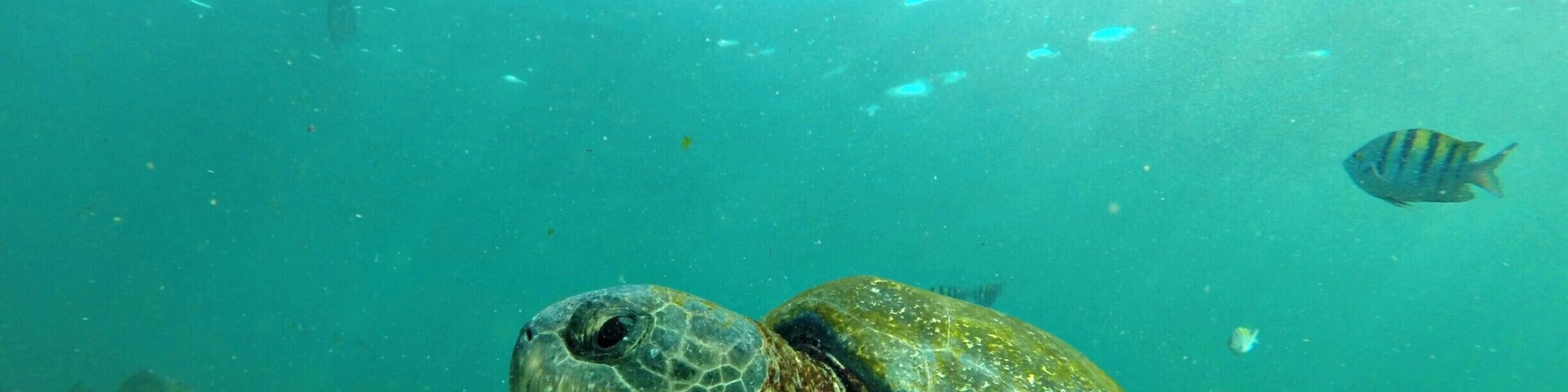 Una tortuga marina nadando bajo el agua, con un buzo arriba.