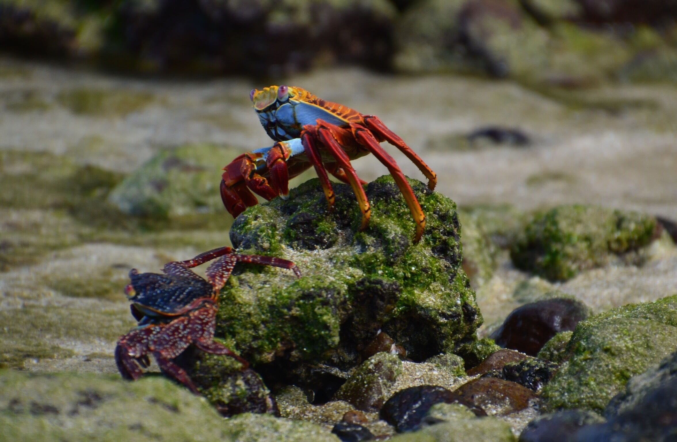 A crab on a moss-covered rock.