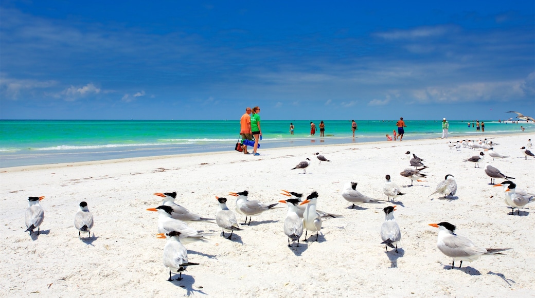 Lido Key que incluye vistas generales de la costa, una playa y vida de las aves