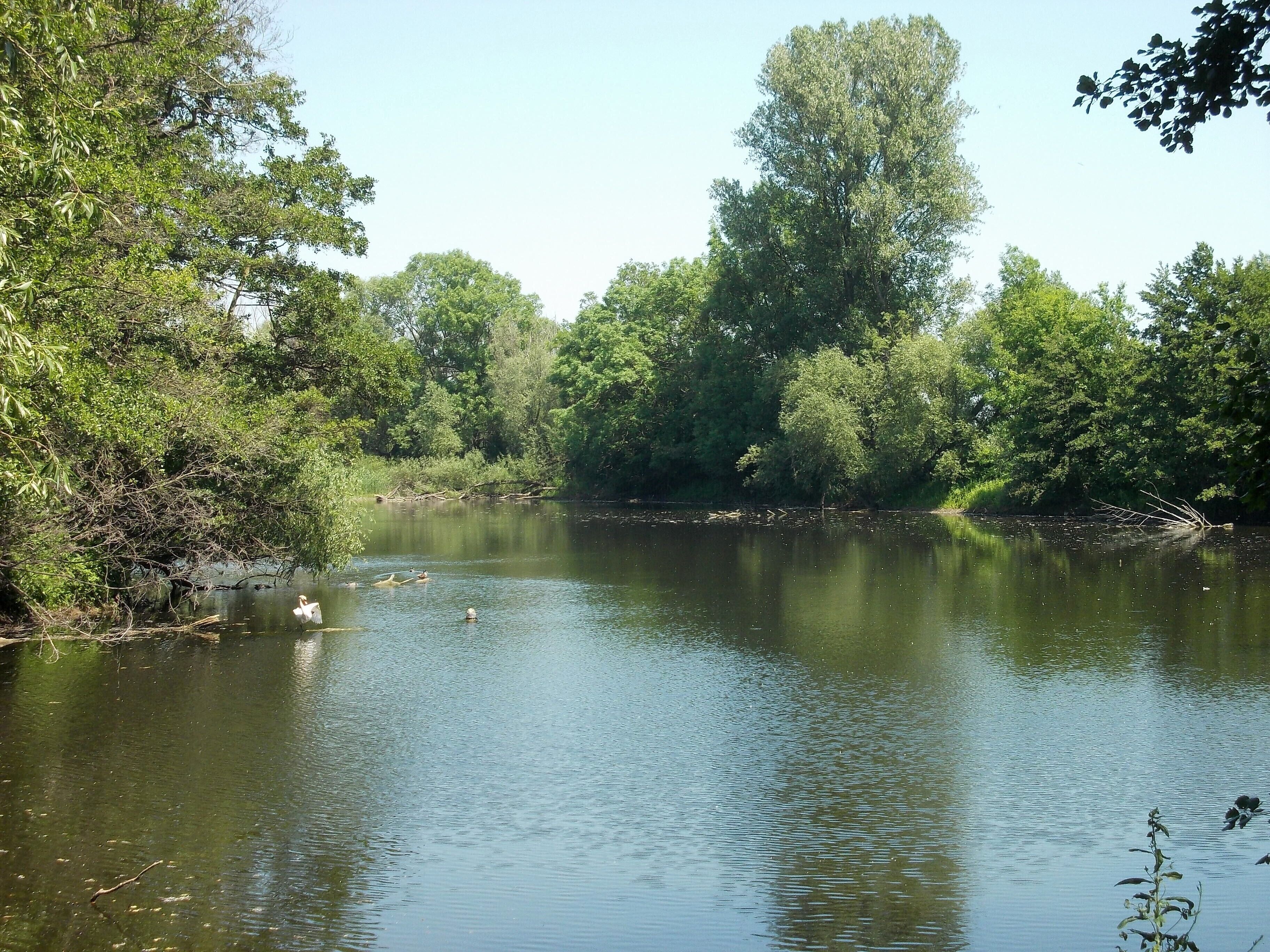 Old arm of the Saale river near Uichteritz (Weissenfels, district: Burgenlandkreis, Saxony-Anhalt), protected landscape area "Saale"