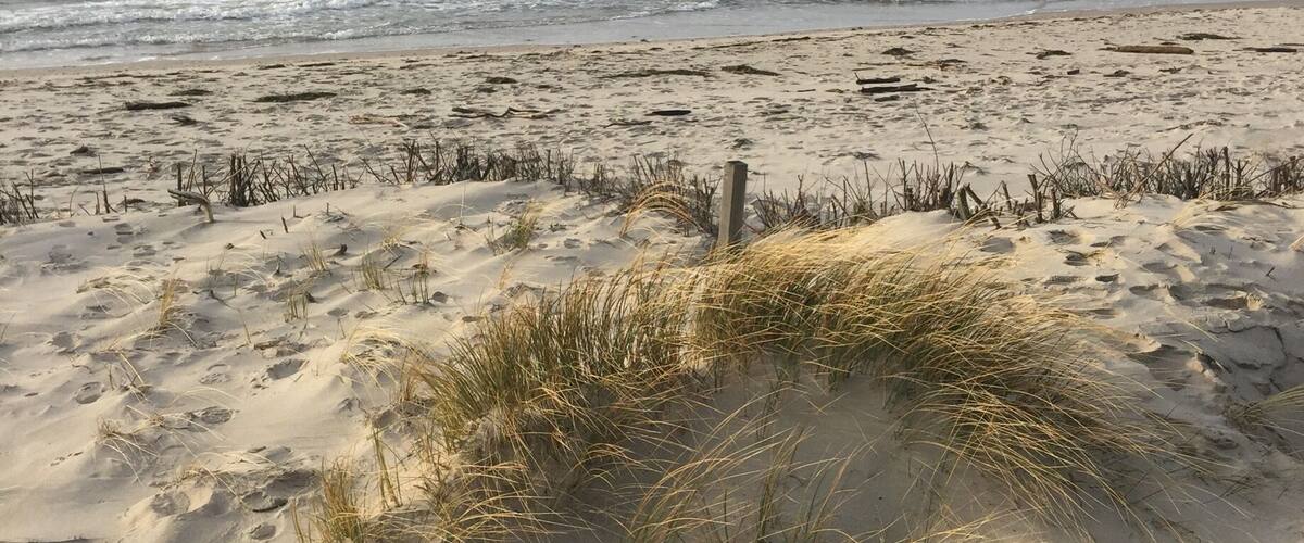 A sandy beach with grass and footprints.